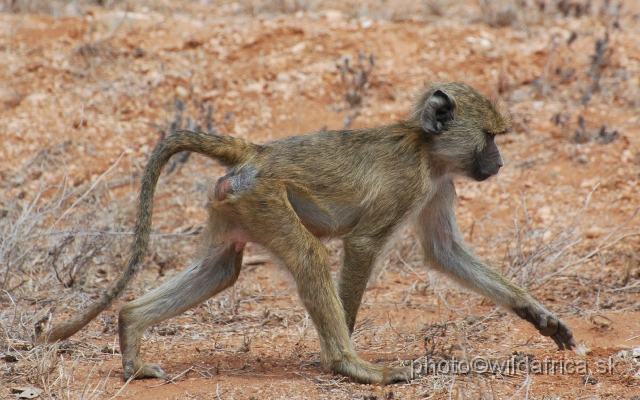 DSC_0211.JPG - Yellow Baboon (Papio cynocephalus ibeanus)