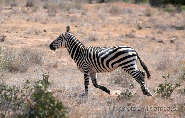 DSC_0229.JPG - Plains Zebras of Tsavo presents almost "maneless" forms.