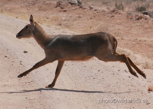 DSC_0236-1.JPG - Common Waterbuck (Kobus e. ellipsiprymnus)