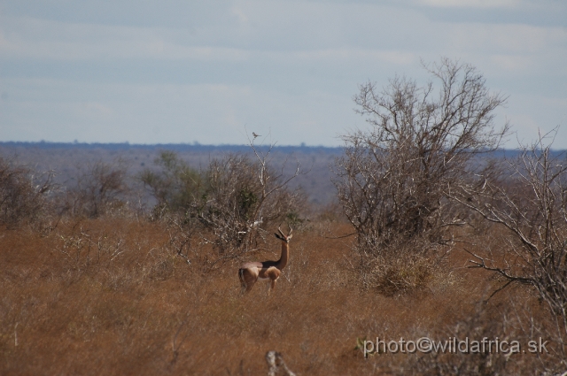 DSC_0261-1.JPG - Gerenuk (Litocranius walleri)