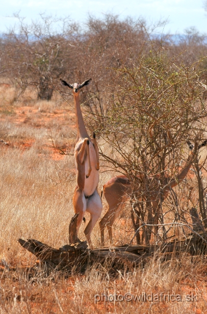 DSC_0273.JPG - Gerenuk (Litocranius walleri)