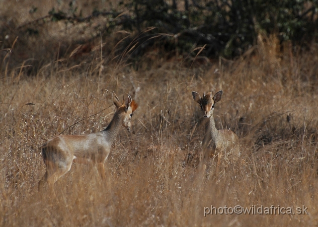 DSC_0276-1.JPG - Kirk's Dikdik (Madoqua kirkii)