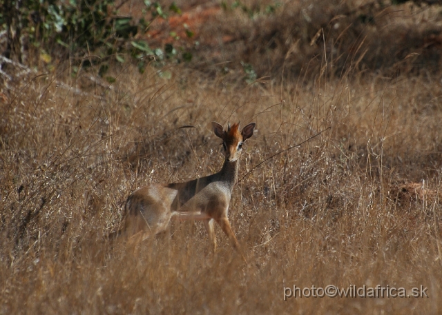 DSC_0279-1.JPG - Kirk's Dikdik (Madoqua kirkii)