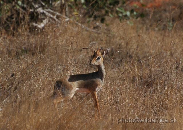 DSC_0284-1.JPG - Kirk's Dikdik (Madoqua kirkii)