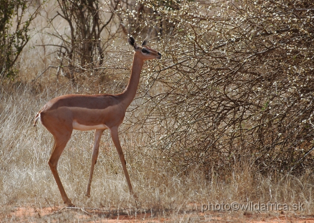 DSC_0315-1.JPG - Gerenuk (Litocranius walleri)