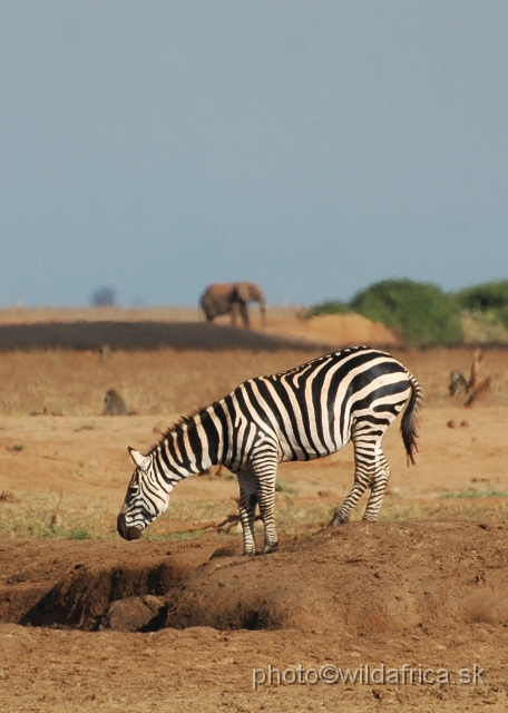 DSC_0323-1.JPG - Plains Zebras of Tsavo presents almost "maneless" forms.