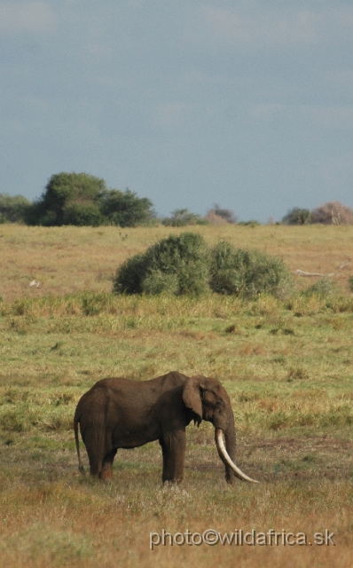 DSC_0329.JPG - Big Tusker of Tsavo East