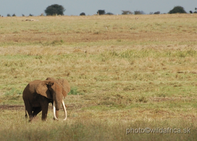 DSC_0332-1.JPG - Big Tusker of Tsavo East