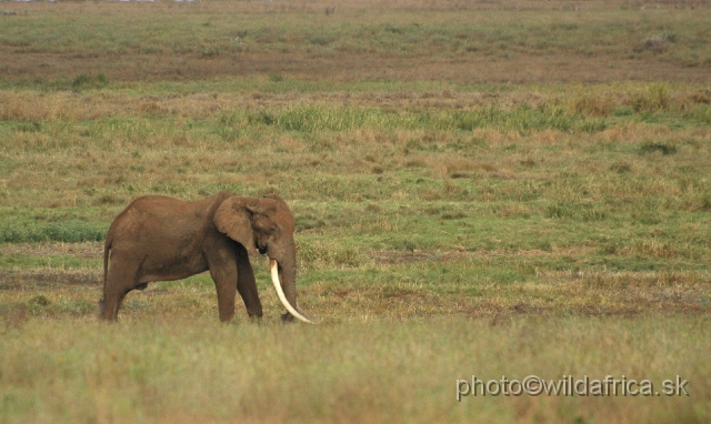 DSC_0342.JPG - Big Tusker of Tsavo East