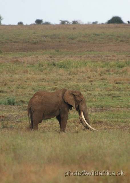 DSC_0343-1.JPG - Big Tusker of Tsavo East