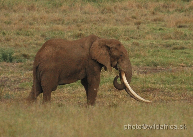 DSC_0344-1.JPG - Big Tusker of Tsavo East