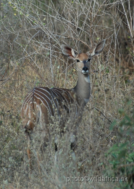 DSC_0357-1.JPG - Lesser Kudu (Tragelaphus imberbis)