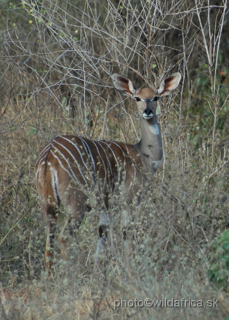 DSC_0358-1.JPG - Lesser Kudu (Tragelaphus imberbis)