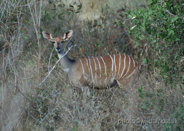 DSC_0359-1.JPG - Lesser Kudu (Tragelaphus imberbis)