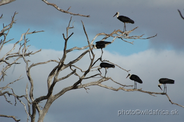 DSC_0470-1.JPG - Wooly-necked Storks (Ciconia episcopus)