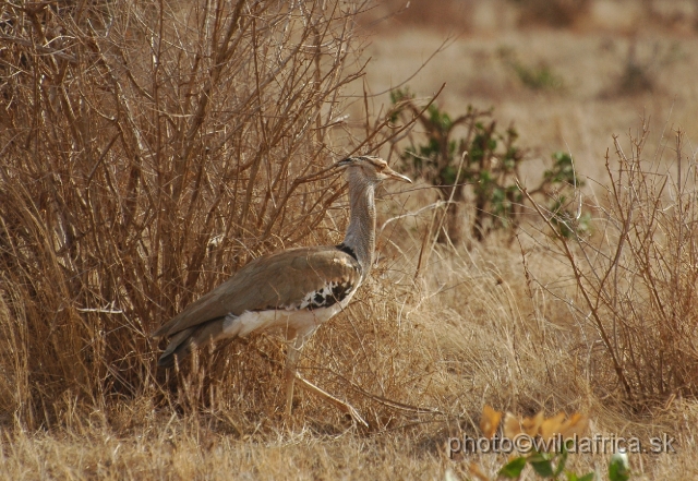 DSC_0476-1.JPG - Kori Bustard (Ardeotis kori)