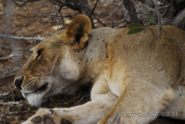 _DSC0229.JPG - Only one lioness in the whole Tsavo East.