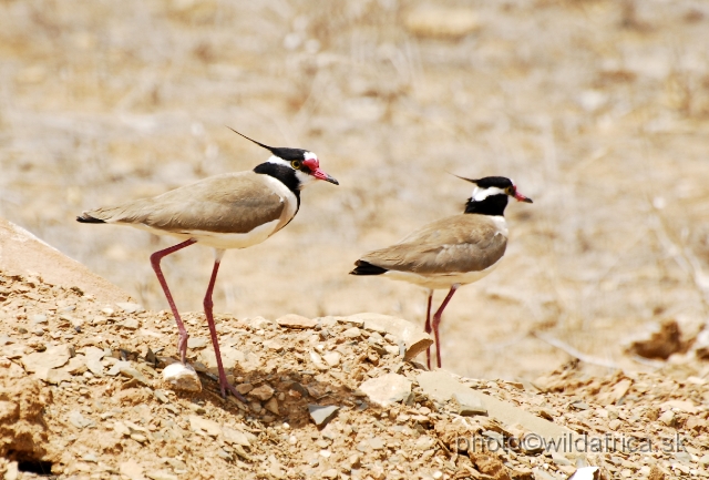 _DSC0288.JPG - Black-headed Lapwing (Vanellus tectus)