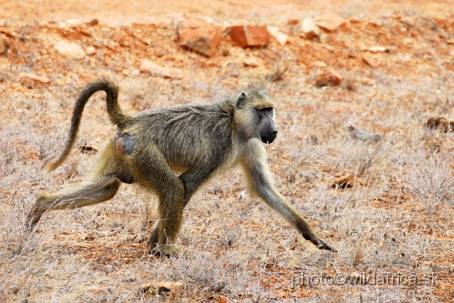 _DSC0339.JPG - Yellow Baboon (Papio cynocephalus ibeanus)