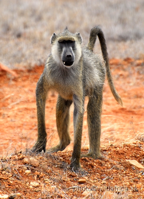 _DSC0345.JPG - Yellow Baboon (Papio cynocephalus ibeanus)