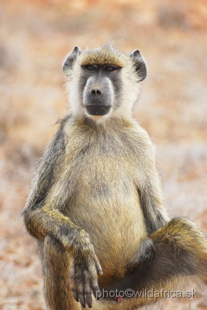 _DSC0349.JPG - Yellow Baboon (Papio cynocephalus ibeanus)