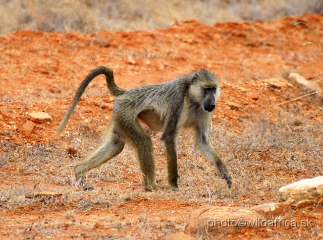 _DSC03526.JPG - Yellow Baboon (Papio cynocephalus ibeanus)