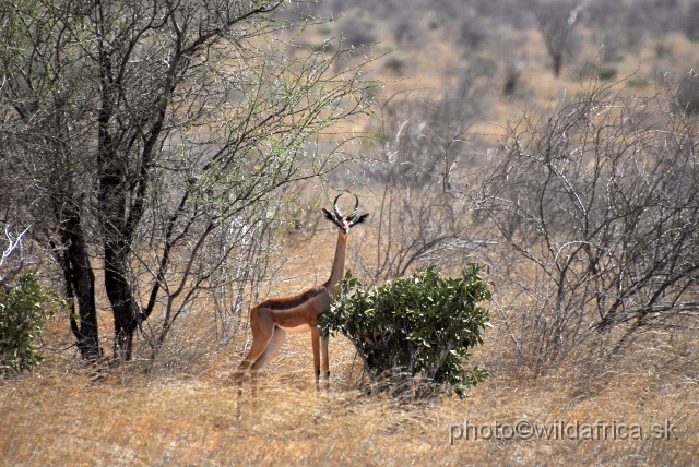 _DSC0418.JPG - Gerenuk (Litocranius walleri)