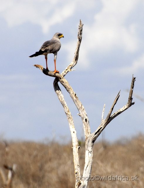 _DSC0430.JPG - Eastern Shanting Goshawk (Melierax poliopterus)