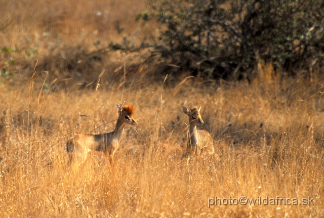 _DSC0444.JPG - Kirk's Dikdik (Madoqua kirkii)