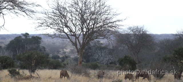 _DSC0678.JPG - This is our second encounter with Fringe-eared Oryxes (Oryx gazella callotis), unfortunatelly during the drive and shortly before sunset.