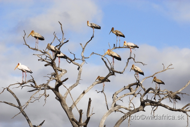 _DSC0713.JPG - Yellow-billed Stork (Mycteria ibis)