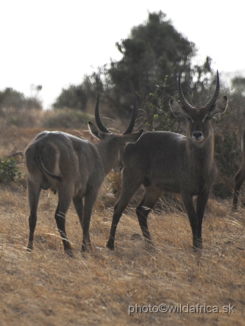 _DSC0718.JPG - Common Waterbucks in Tsavo East are not very common.