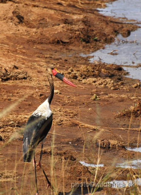 _DSC0740.JPG - Saddle-billed Stork