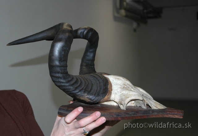 DSC_0075+.jpg - Look at the unusual form of horns of konzi.