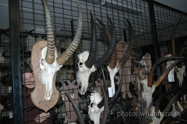 DSC_0187+.jpg - Skulls of Roans and Waterbucks from Dinder in Sudan, 1930. Many antelope specimens were collected by Czech traveler and hunter Bedrich Machulka. He spent 37 years in Africa guiding celebrities of his time.