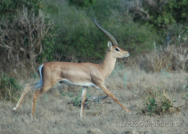 DSC_0379-1.JPG - They strongly differ from other Kenyan Grant's gazelle population in genetic point of view. Also, there are some slight differencies in the external morphology.