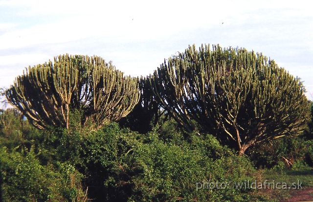 P1010002.JPG - Candelaber Euphorbia Tree dominate the park vegetation.