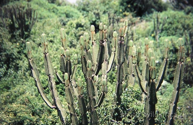 P1010015.JPG - Euphorbia candelabrum, Mweya