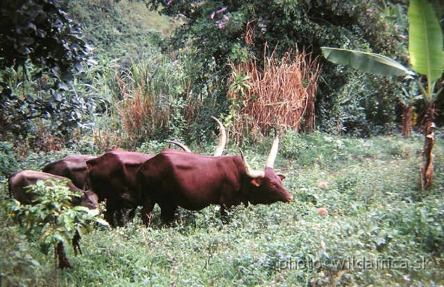 P9140036.JPG - Ankole Cattle
