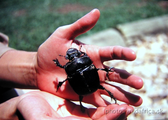 P9270009.JPG - Oops, such giant scarabeid beetle, Mweya