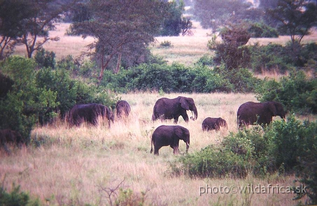 P9270026.JPG - The elephants here have been strongly affected by Idi Amin era.