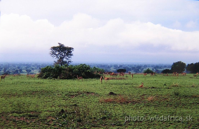 P9270066.JPG - Uganda Kob (Adenota kob thomasi)