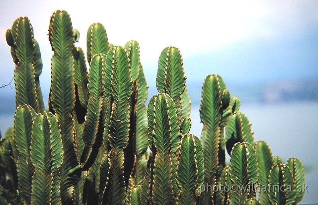 P9270086.JPG - Euphorbia candelabrum, Mweya