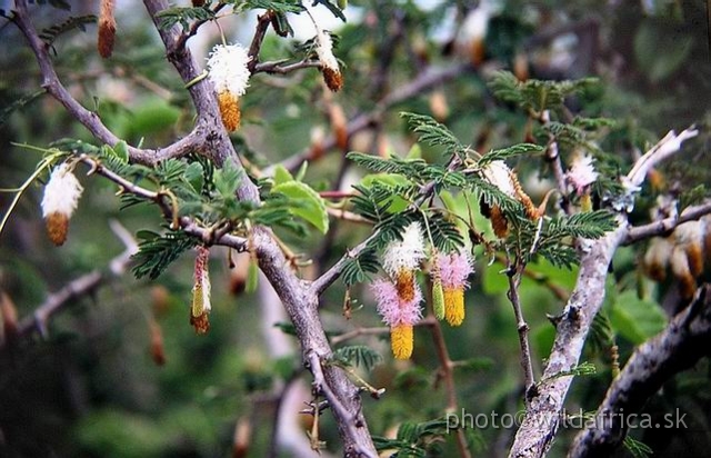 P9270088.JPG - Acacia flowers