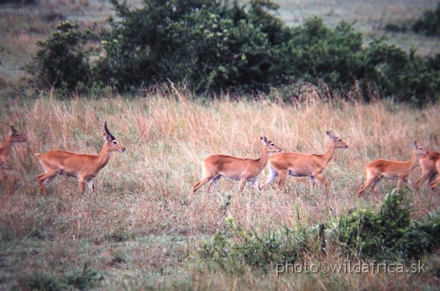 PA170014.JPG - Uganda Kob (Adenota kob thomasi)