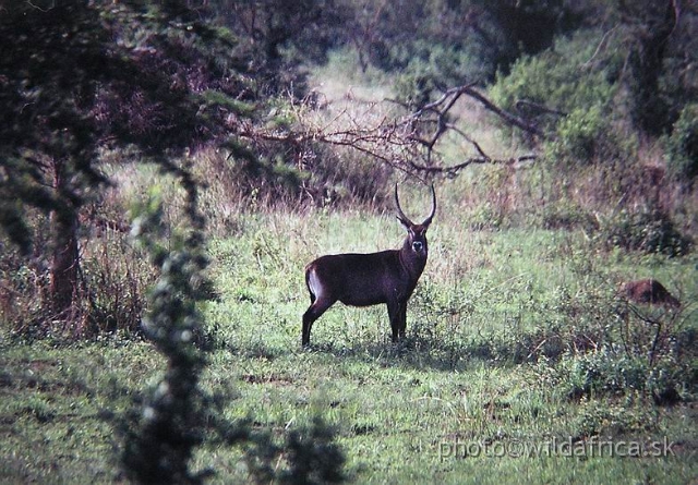 PA170073.JPG - Adolfi-Friderici Defassa Waterbuck, Kazinga Channel