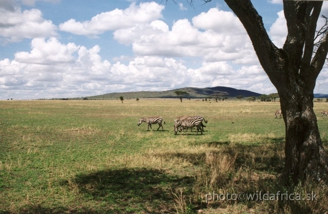 SERENGETI05.JPG