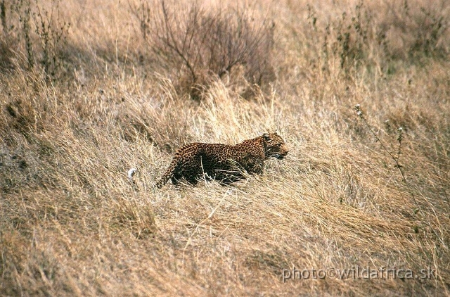 RE_EXPOSURE_OF_CHUI04.JPG - This is our leopard No. 3 from 2002. Totally we have seen four leopards in Serengeti alltogether.