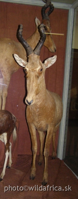 PA121707.JPG - Hartebeest (Alcelaphus buselaphus).