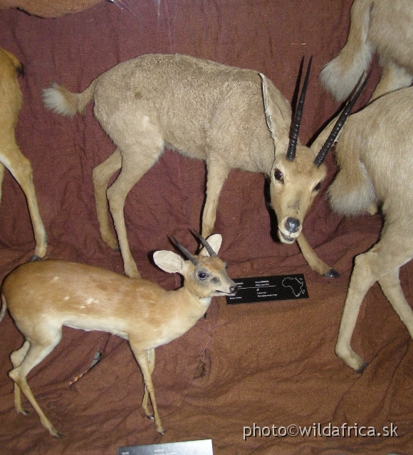 PA121711.JPG - Suni (Neotragus moschatus) and Rhebok (Pelea capreolus) - larger and endemic of southern Africa.